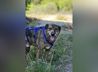 Boris - beeindruckender Hund mit großem Potential!