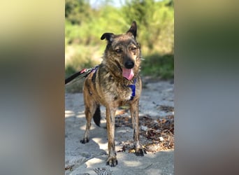 Lola - tolle Hündin mit riesigem Potenzial