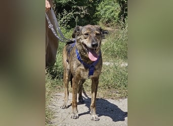 Boris - beeindruckender Hund mit großem Potential!