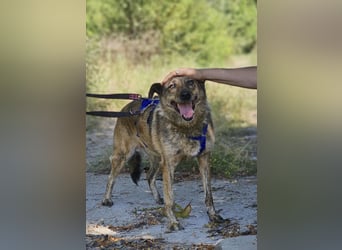 Boris - beeindruckender Hund mit großem Potential!