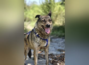 Lola - tolle Hündin mit riesigem Potenzial