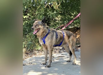 Lola - tolle Hündin mit riesigem Potenzial