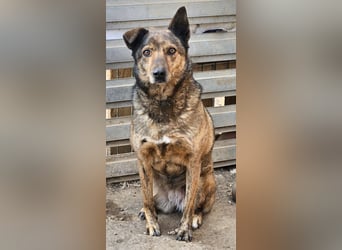 Lola - tolle Hündin mit riesigem Potenzial