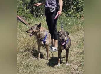Boris - beeindruckender Hund mit großem Potential!