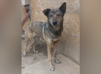 Lola - tolle Hündin mit riesigem Potenzial