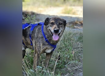 Boris - beeindruckender Hund mit großem Potential!