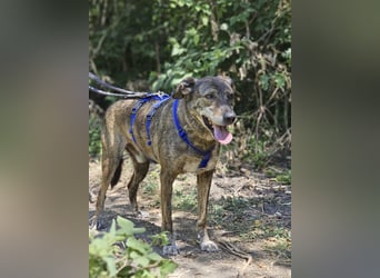 Boris - beeindruckender Hund mit großem Potential!