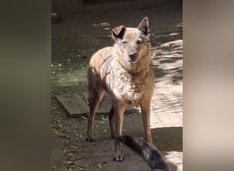 Lola - tolle Hündin mit riesigem Potenzial