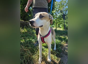 Summer, lebhafte Hündin bereit ihre Familie zu finden!