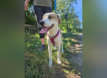 Summer, lebhafte Hündin bereit ihre Familie zu finden!