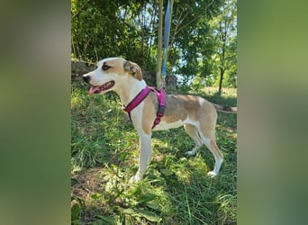 Summer, lebhafte Hündin bereit ihre Familie zu finden!