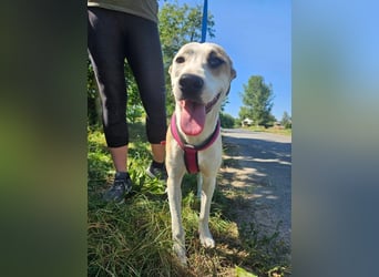 Summer, lebhafte Hündin bereit ihre Familie zu finden!