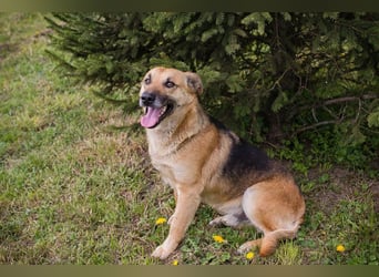 HENRY – Freundlicher Hundejunge sucht liebevolle Menschen
