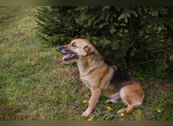 HENRY – Freundlicher Hundejunge sucht liebevolle Menschen