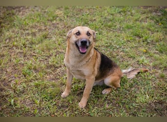 HENRY – Freundlicher Hundejunge sucht liebevolle Menschen