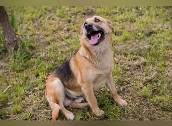HENRY – Freundlicher Hundejunge sucht liebevolle Menschen