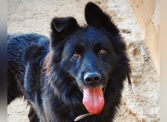 THOR - feinfühlig, liebevoll und anhänglich