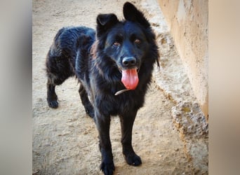 THOR - feinfühlig, liebevoll und anhänglich