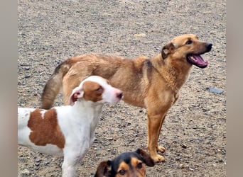 Bildschöne GINGER-liebe, sanfte, soziale, gehorsame, verschmuste Seele sucht Zuhause