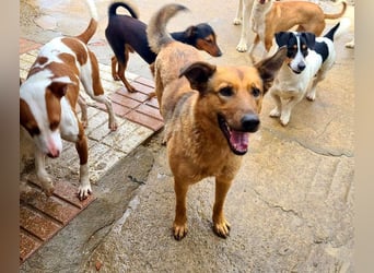 Bildschöne GINGER-liebe, sanfte, soziale, gehorsame, verschmuste Seele sucht Zuhause