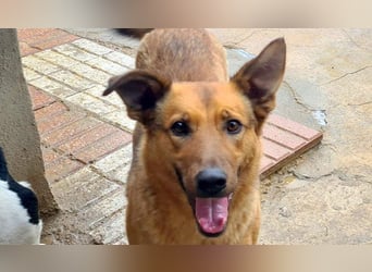 Bildschöne GINGER-liebe, sanfte, soziale, gehorsame, verschmuste Seele sucht Zuhause