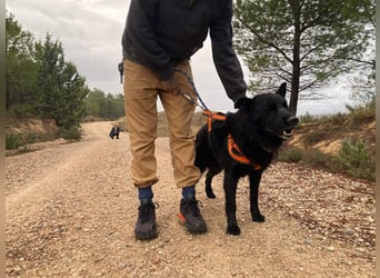 THOR - feinfühlig, liebevoll und anhänglich