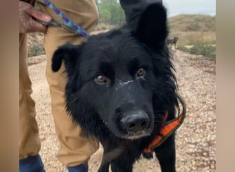 THOR - feinfühlig, liebevoll und anhänglich