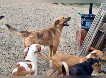 Bildschöne GINGER-liebe, sanfte, soziale, gehorsame, verschmuste Seele sucht Zuhause