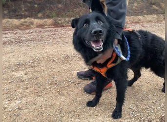 THOR - feinfühlig, liebevoll und anhänglich