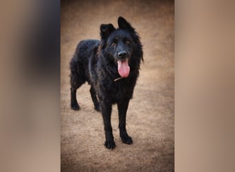 THOR - feinfühlig, liebevoll und anhänglich