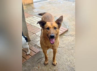 Bildschöne GINGER-liebe, sanfte, soziale, gehorsame, verschmuste Seele sucht Zuhause