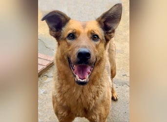 Bildschöne GINGER-liebe, sanfte, soziale, gehorsame, verschmuste Seele sucht Zuhause