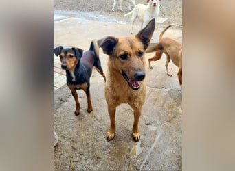 Bildschöne GINGER-liebe, sanfte, soziale, gehorsame, verschmuste Seele sucht Zuhause