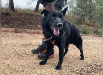 THOR - feinfühlig, liebevoll und anhänglich