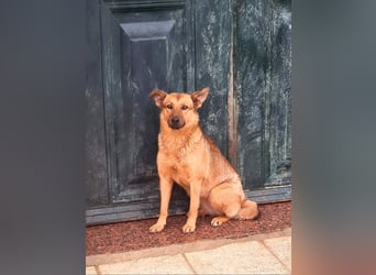 Bildschöne GINGER-liebe, sanfte, soziale, gehorsame, verschmuste Seele sucht Zuhause