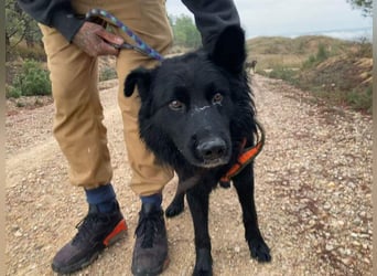 THOR - feinfühlig, liebevoll und anhänglich