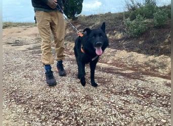 THOR - feinfühlig, liebevoll und anhänglich