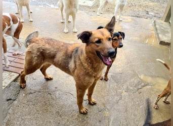 Bildschöne GINGER-liebe, sanfte, soziale, gehorsame, verschmuste Seele sucht Zuhause