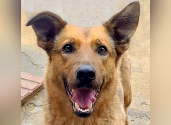 Bildschöne GINGER-liebe, sanfte, soziale, gehorsame, verschmuste Seele sucht Zuhause