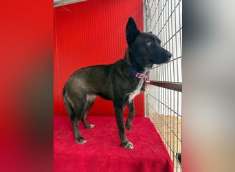 Lola, Schäferhund-Mix, Hündin, geb. am 17.09.2024, 45 cm, 15 kg Lola, Schäferhund-Mix, Hündin, geb. am 17.09.2024, 45 cm, 15 kg