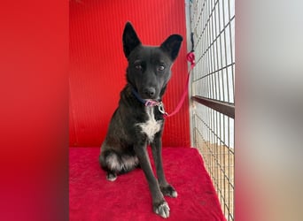 Lola, Schäferhund-Mix, Hündin, geb. am 17.09.2024, 45 cm, 15 kg Lola, Schäferhund-Mix, Hündin, geb. am 17.09.2024, 45 cm, 15 kg