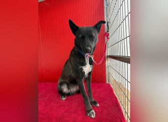 Lola, Schäferhund-Mix, Hündin, geb. am 17.09.2024, 45 cm, 15 kg Lola, Schäferhund-Mix, Hündin, geb. am 17.09.2024, 45 cm, 15 kg