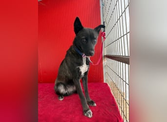 Lola, Schäferhund-Mix, Hündin, geb. am 17.09.2024, 45 cm, 15 kg Lola, Schäferhund-Mix, Hündin, geb. am 17.09.2024, 45 cm, 15 kg
