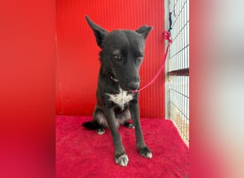 Lola, Schäferhund-Mix, Hündin, geb. am 17.09.2024, 45 cm, 15 kg Lola, Schäferhund-Mix, Hündin, geb. am 17.09.2024, 45 cm, 15 kg