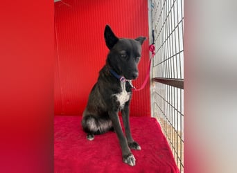 Lola, Schäferhund-Mix, Hündin, geb. am 17.09.2024, 45 cm, 15 kg Lola, Schäferhund-Mix, Hündin, geb. am 17.09.2024, 45 cm, 15 kg