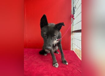Lola, Schäferhund-Mix, Hündin, geb. am 17.09.2024, 45 cm, 15 kg Lola, Schäferhund-Mix, Hündin, geb. am 17.09.2024, 45 cm, 15 kg
