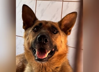 Zierliche kleine Roxy hat alles verloren !