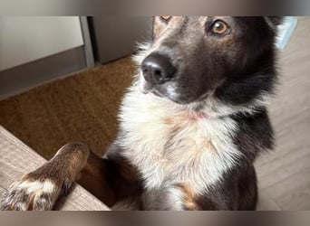 liebevoller Schäferhund- Mix Jack