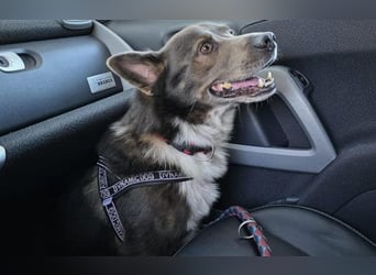 liebevoller Schäferhund- Mix Jack