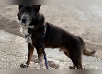 liebevoller Schäferhund- Mix Jack